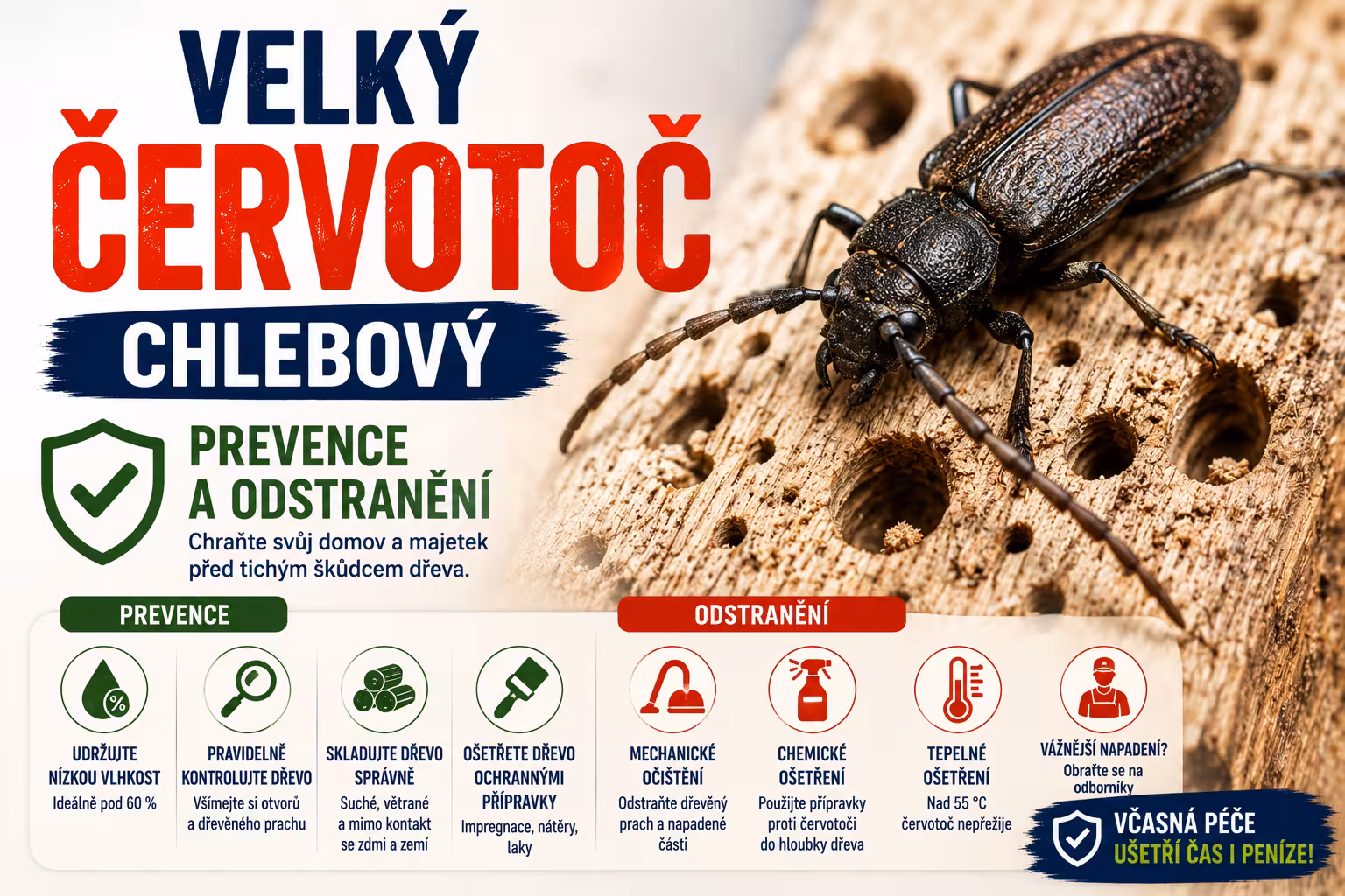 Červotoč chlebový: jak ho poznat a odstranit | Levita.cz