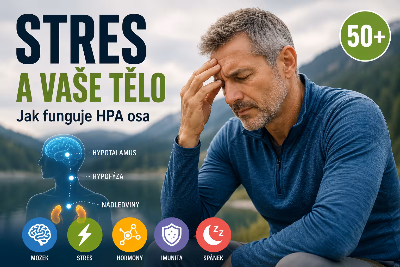 Jak tělo reaguje na stres: HPA osa stručně | Levita.cz